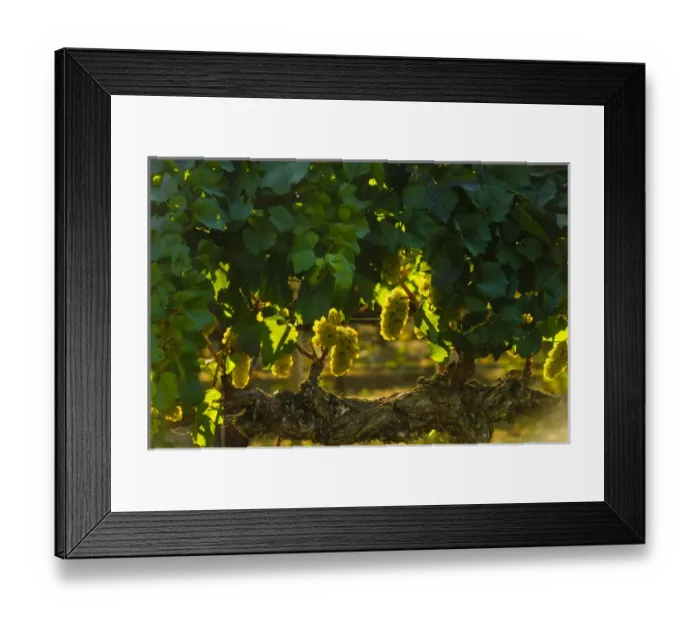 Framed Print : USA, Washington, Yakima Valley. Harvest in the French Creek vineyard Framed Print : USA, Washington, Yakima Valley. Harvest in the French Creek vineyard