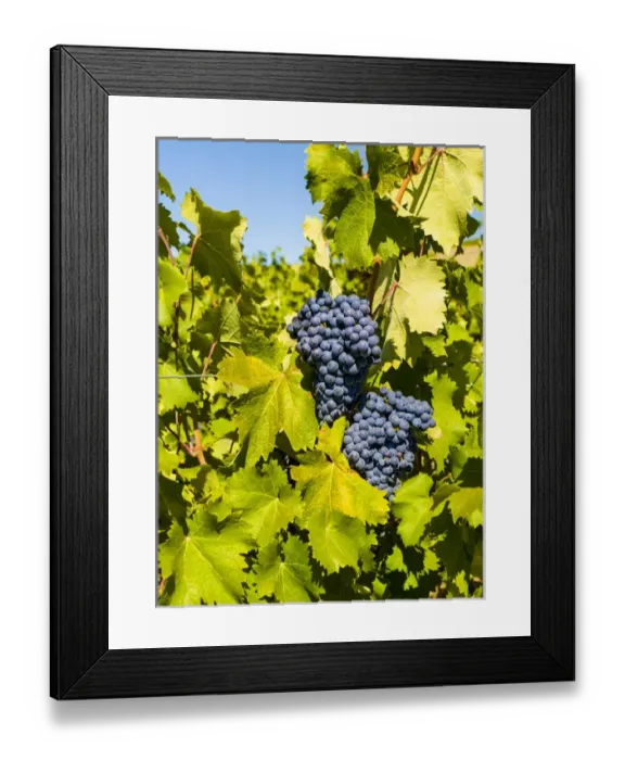 Framed Print : USA, Washington, Red Mountain. Syrah grapes from the Force Majeure estate vineyard Framed Print : USA, Washington, Red Mountain. Syrah grapes from the Force Majeure estate vineyard