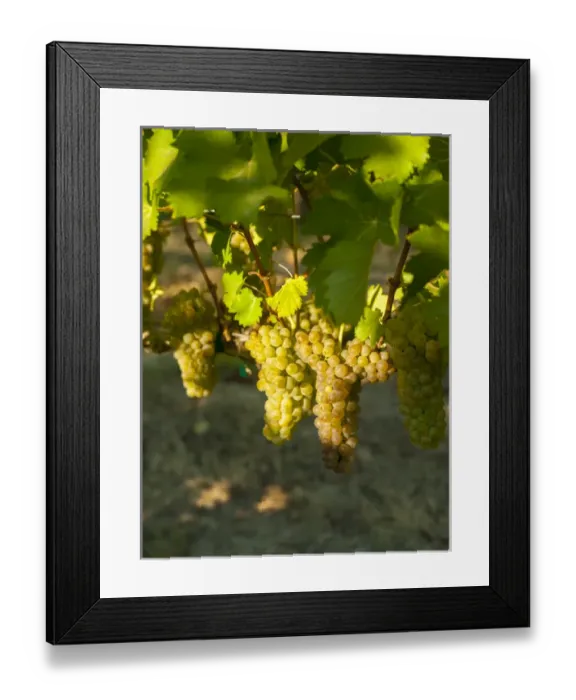 Framed Print : USA, Washington, Royal Slope. Viognier grapes from Stillwater Creek Vineyard in Washington s Framed Print : USA, Washington, Royal Slope. Viognier grapes from Stillwater Creek Vineyard in Washington s