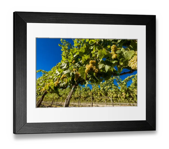 Framed Print : USA, Washington, Royal City. Riesling grapes in Lawrence Vineyards which lies Framed Print : USA, Washington, Royal City. Riesling grapes in Lawrence Vineyards which lies