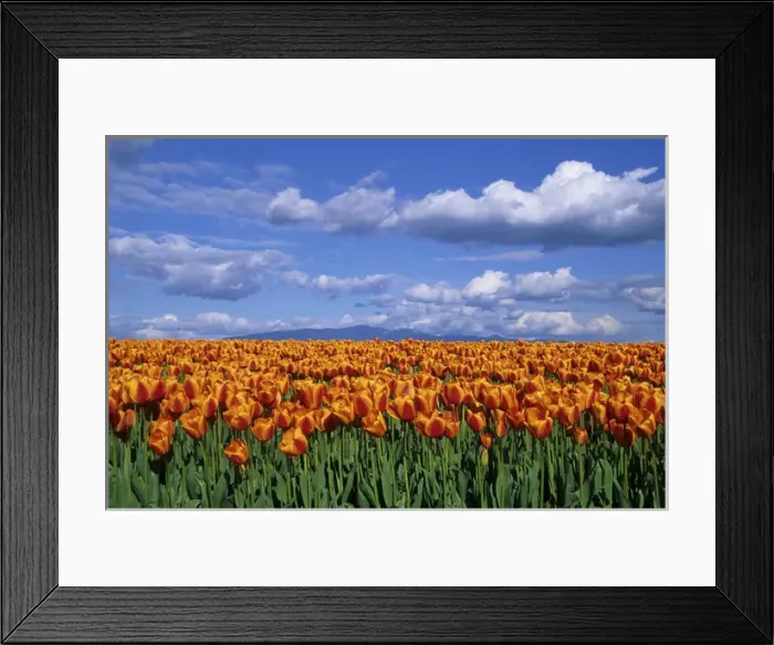 Framed Print : Orange tulips in field Skagit Valley, Washington