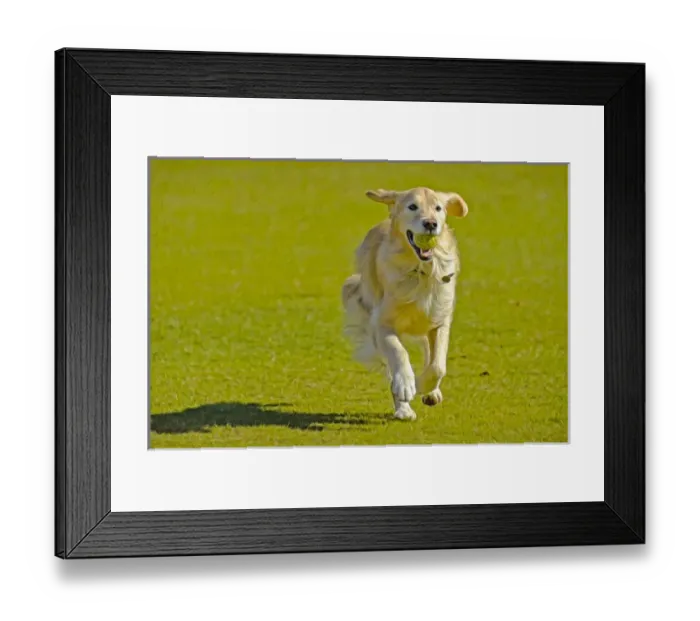 Framed Print : A golden retriever running on a green lawn with a tennis ball in his mouth Framed Print : A golden retriever running on a green lawn with a tennis ball in his mouth
