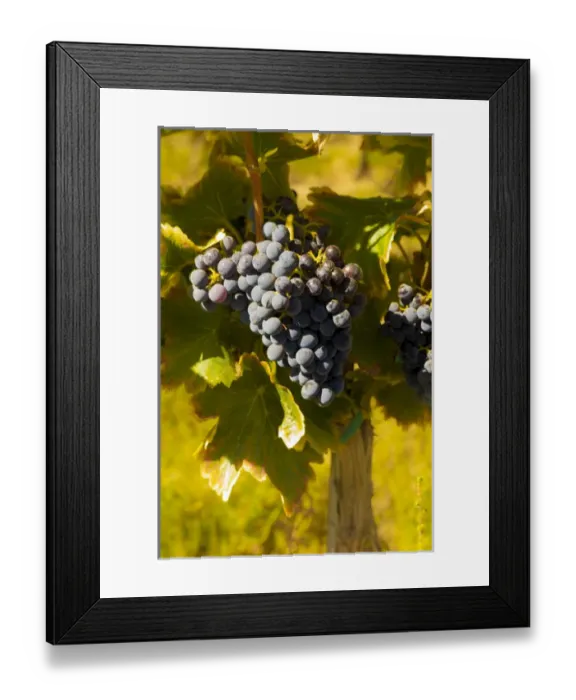 Framed Print : USA, Washington, Royal City. Grenache grapes in the Lawrence Vineyards on the Royal Framed Print : USA, Washington, Royal City. Grenache grapes in the Lawrence Vineyards on the Royal