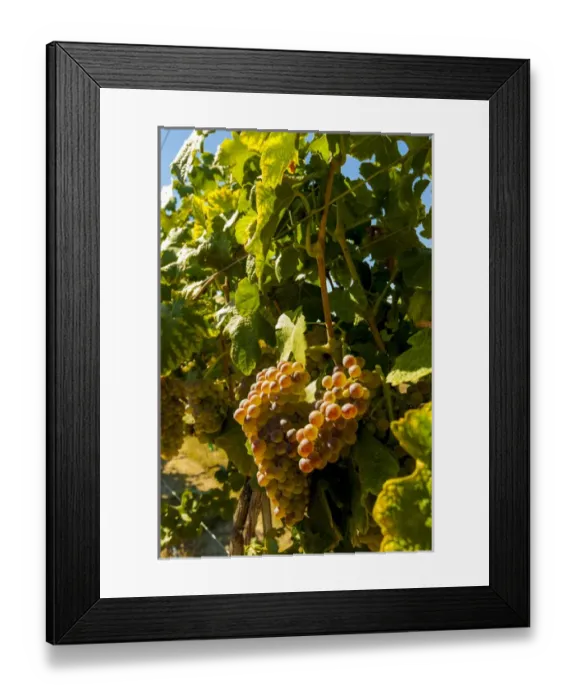 Framed Print : USA, Washington, Royal City. Roussanne grapes in the Lawrence Vineyards on the Royal Framed Print : USA, Washington, Royal City. Roussanne grapes in the Lawrence Vineyards on the Royal