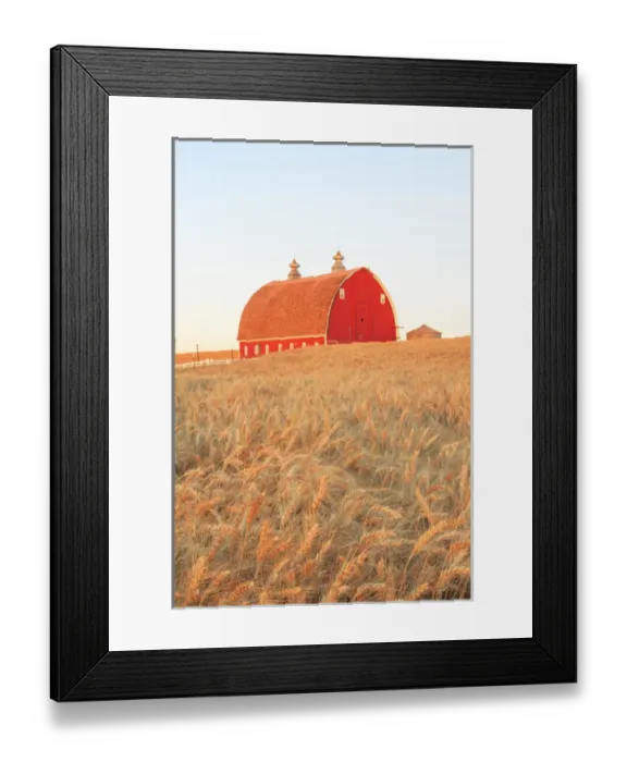 Framed Print : P. R. Barn, Summer Wheatfields near Sprague, Eastern Washington State, Palouse Area, USA