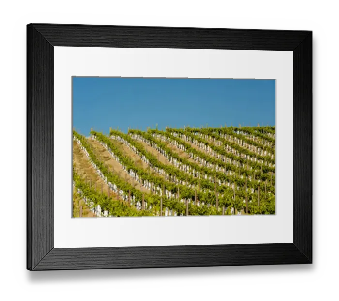 Framed Print : USA, Washington, TriCities. Young vines in the Benches (formerly Wallula Vineyards) Framed Print : USA, Washington, TriCities. Young vines in the Benches (formerly Wallula Vineyards)
