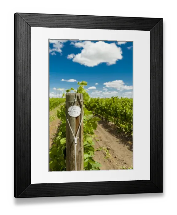 Framed Print : USA, Washington, Walla Walla. SJR Vineyard in the region known as The Rocks Framed Print : USA, Washington, Walla Walla. SJR Vineyard in the region known as The Rocks