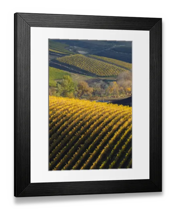 Framed Print : USA, Washington, Walla Walla. Spring Valley and Precept Vineyards Framed Print : USA, Washington, Walla Walla. Spring Valley and Precept Vineyards