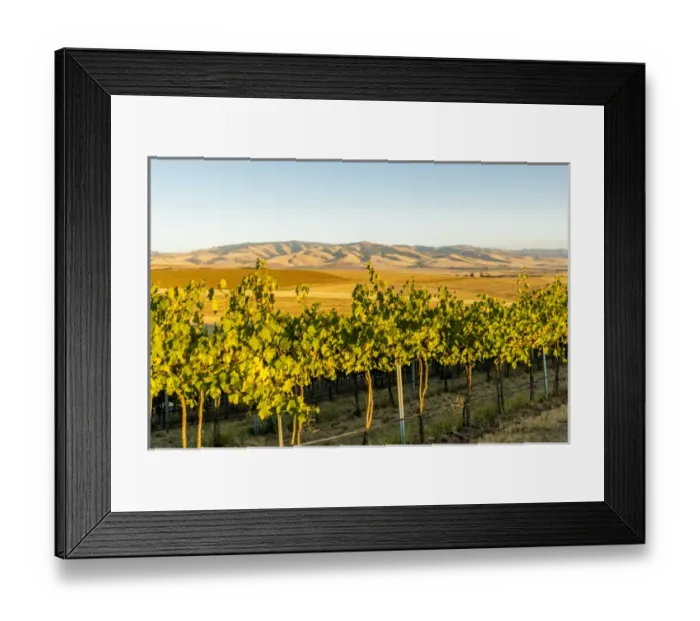 Framed Print : USA, Washington, Walla Walla. The Blue Mountains overlook the Blue Mountain vineyard