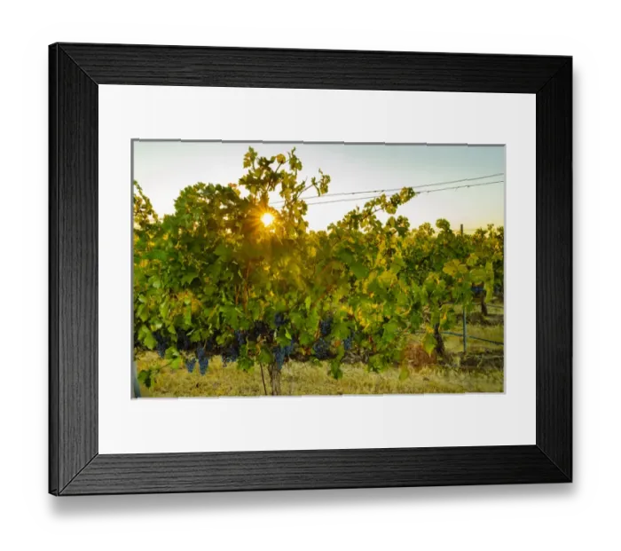 Framed Print : USA, Washington, Walla Walla. Sun burst in the Blue Mountain vineyard