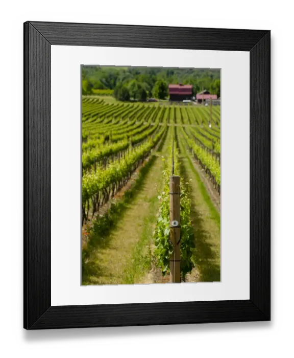 Framed Print : USA, Washington, Walla Walla. Yellowbird Vineyard and Walla Walla Vintners Framed Print : USA, Washington, Walla Walla. Yellowbird Vineyard and Walla Walla Vintners
