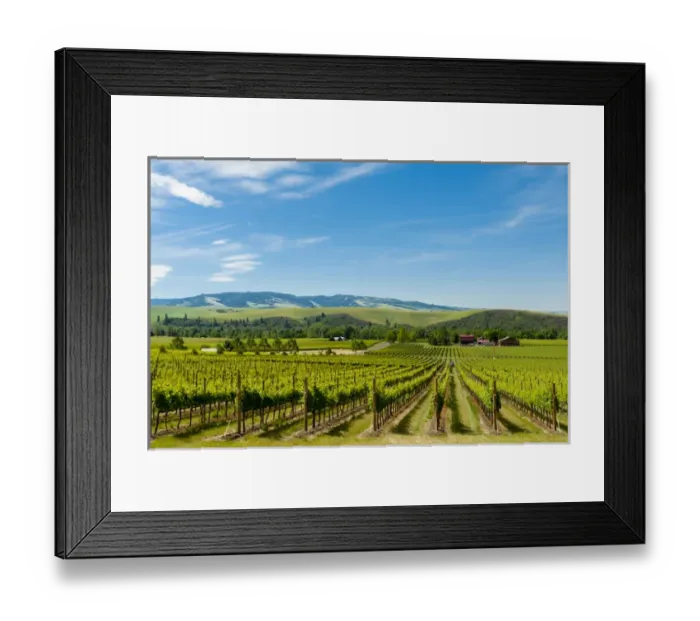 Framed Print : USA, Washington, Walla Walla. Yellowbird Vineyard in Walla Walla Framed Print : USA, Washington, Walla Walla. Yellowbird Vineyard in Walla Walla