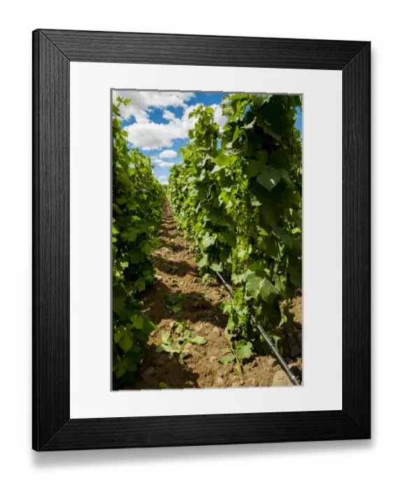Framed Print : USA, Washington, Walla Walla. Vineyard region known as The Rocks Framed Print : USA, Washington, Walla Walla. Vineyard region known as The Rocks