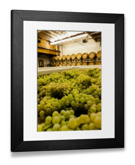 Framed Print : USA, Washington, Woodinville. Bin of chardonnay grapes awaits crush Framed Print : USA, Washington, Woodinville. Bin of chardonnay grapes awaits crush