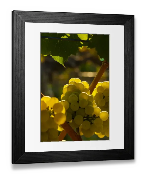 Framed Print : USA, Washington, Yakima Valley. Chardonnay grapes in the French Creek vineyard