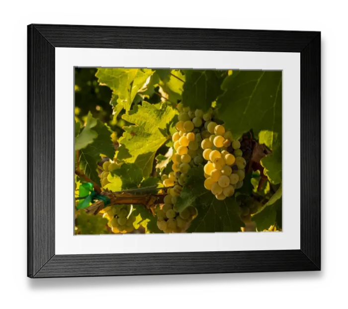 Framed Print : USA, Washington, Yakima Valley. Boushey Vineyard. Sauvignon Blanc grapes Framed Print : USA, Washington, Yakima Valley. Boushey Vineyard. Sauvignon Blanc grapes