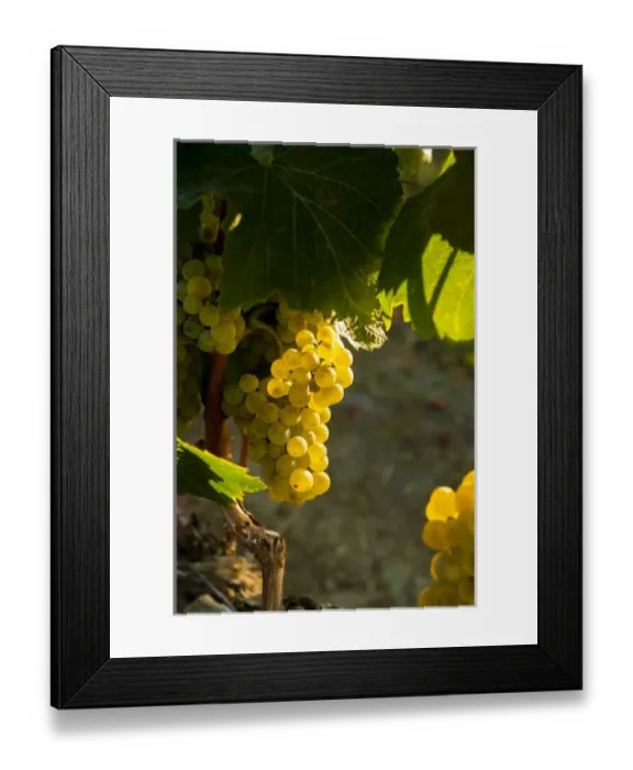 Framed Print : USA, Washington, Yakima Valley. Chardonnay harvest in the French Creek vineyard