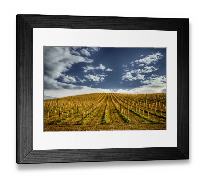 Framed Print : USA, Washington, Yakima Valley. New planting at Owen Roe vineyard and winery in Yakima Framed Print : USA, Washington, Yakima Valley. New planting at Owen Roe vineyard and winery in Yakima