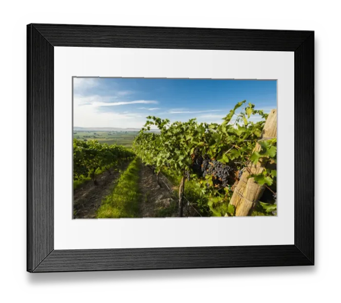 Framed Print : USA, Washington, Yakima Valley. Grenache grapes from Hahn Hill Vineyard, just to Framed Print : USA, Washington, Yakima Valley. Grenache grapes from Hahn Hill Vineyard, just to