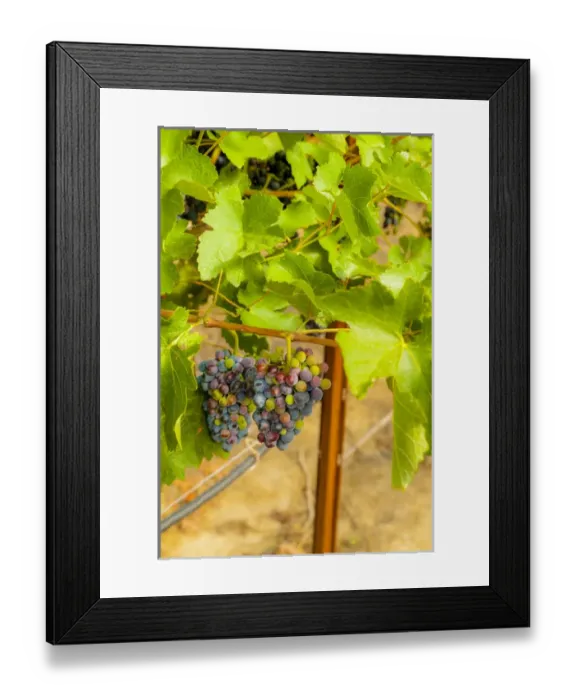 Framed Print : USA, Washington, Yakima Valley. Wine grapes in veraison in Boushey Vineyard