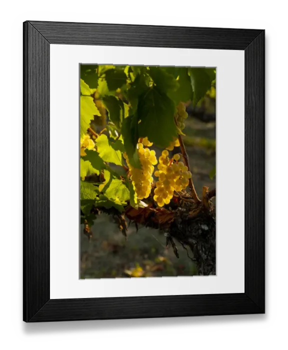 Framed Print : USA, Washington, Yakima Valley. Harvest in the French Creek vineyard Framed Print : USA, Washington, Yakima Valley. Harvest in the French Creek vineyard