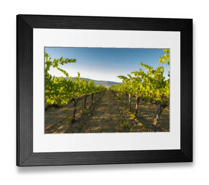 Framed Print : USA, Washington, Yakima Valley. Harvest in the French Creek vineyard Framed Print : USA, Washington, Yakima Valley. Harvest in the French Creek vineyard