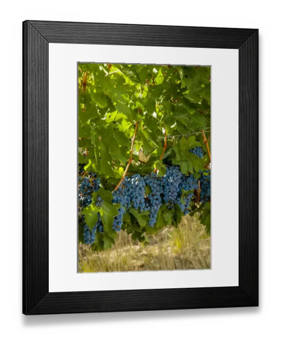 Framed Print : USA, Washington; Red Mountain. Cabernet Sauvignon grapes near harvest at Col Solare Framed Print : USA, Washington; Red Mountain. Cabernet Sauvignon grapes near harvest at Col Solare