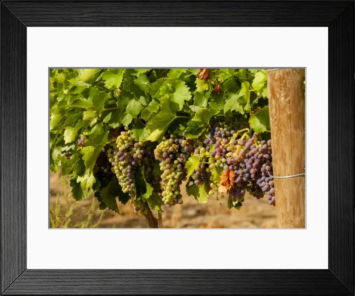 Framed Print : USA, Washington, Yakima Valley. Wine grapes in veraison in Boushey Vineyard