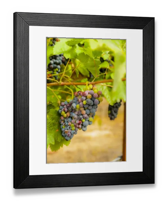 Framed Print : USA, Washington, Yakima Valley. Syrah grapes in Boushey Vineyard