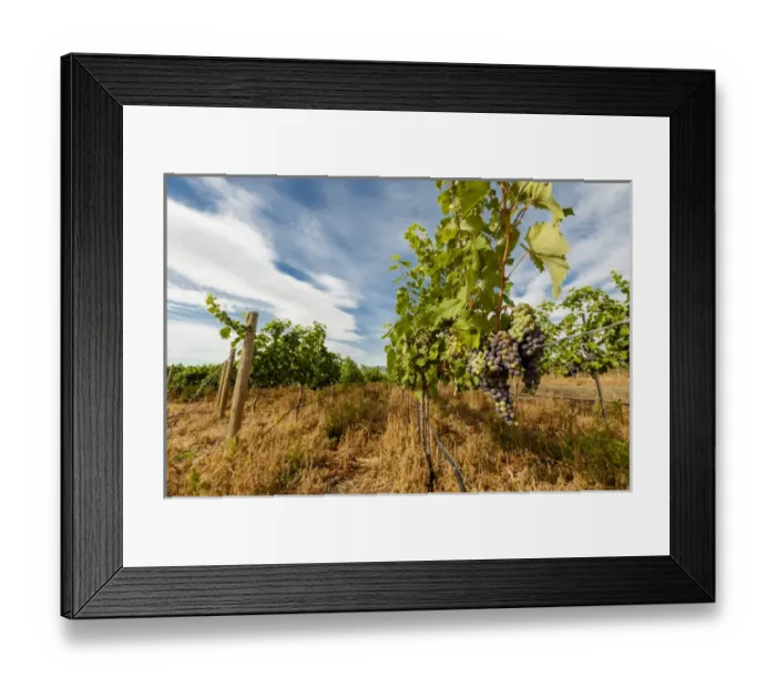 Framed Print : USA, Washington, Yakima Valley. Boushey Vineyard Framed Print : USA, Washington, Yakima Valley. Boushey Vineyard
