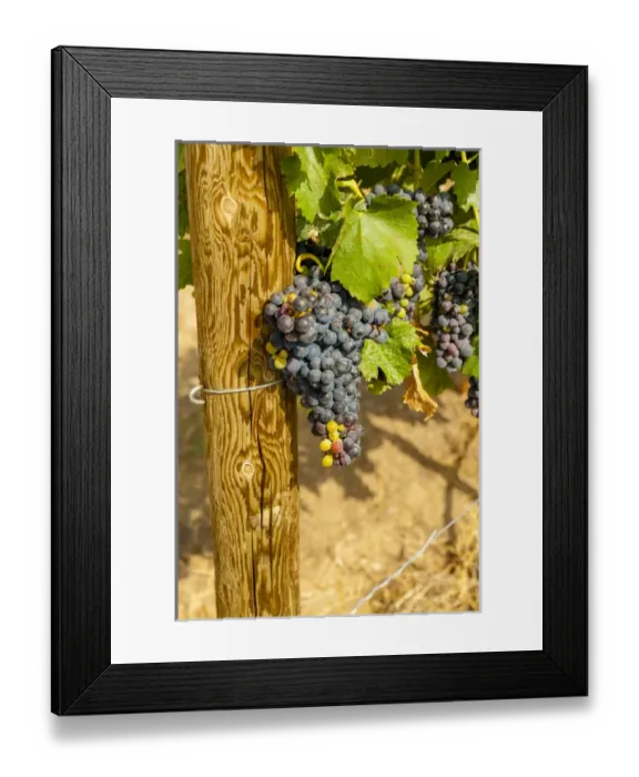 Framed Print : USA, Washington, Yakima Valley. Boushey Vineyard Framed Print : USA, Washington, Yakima Valley. Boushey Vineyard