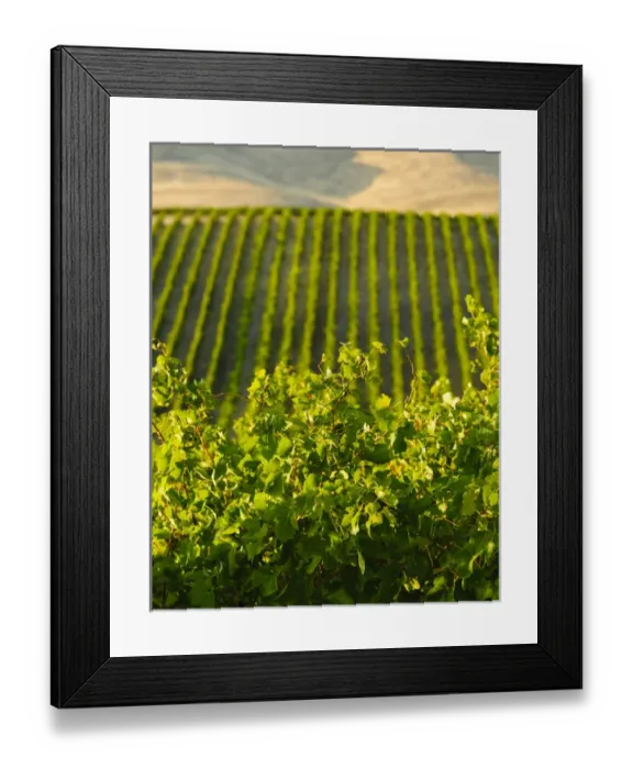 Framed Print : USA, Washington, Mabton. Red Willow vineyard supplies grapes to many of Washington s Framed Print : USA, Washington, Mabton. Red Willow vineyard supplies grapes to many of Washington s