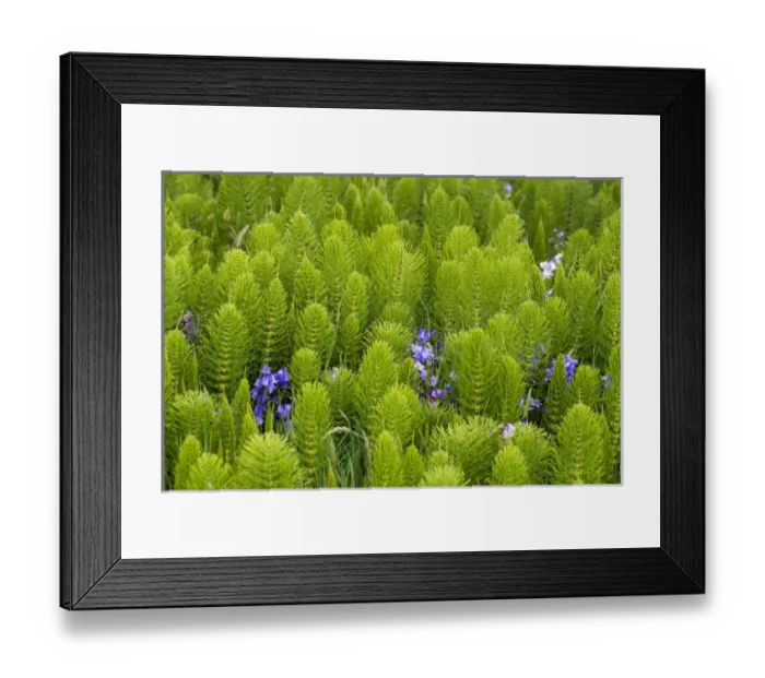 Framed Print : US, WA, Horsetail, Equisetum, Wild Hyacinth along trail Grays Harbor NWR Framed Print : US, WA, Horsetail, Equisetum, Wild Hyacinth along trail Grays Harbor NWR