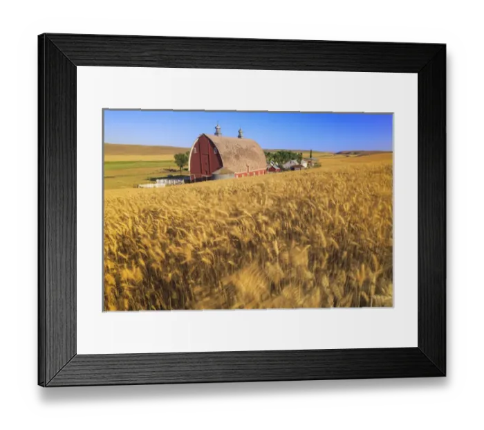 Framed Print : P. R. Barn, Summer Wheatfields near Sprague, Eastern Washington State, Palouse Area, USA Framed Print : P. R. Barn, Summer Wheatfields near Sprague, Eastern Washington State, Palouse Area, USA