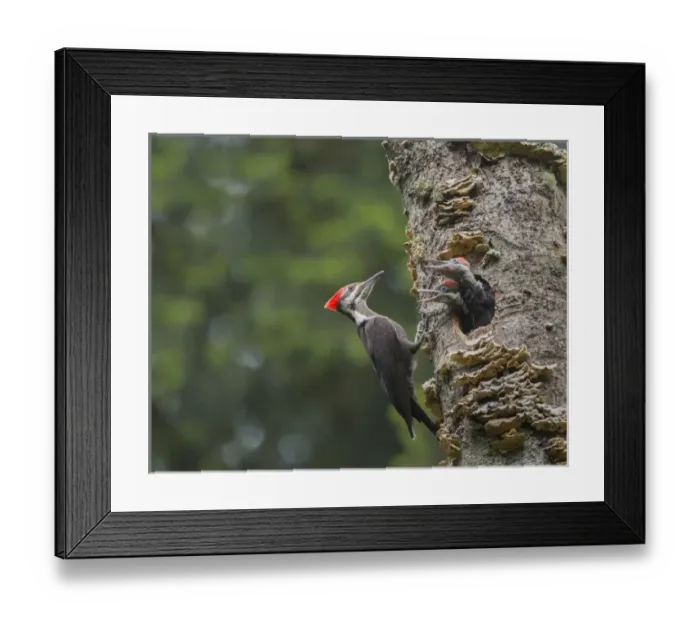 Framed Print : USA, Washington State. Female Pileated Woodpecker (Dryocopus pileatus) at nest in snag Framed Print : USA, Washington State. Female Pileated Woodpecker (Dryocopus pileatus) at nest in snag