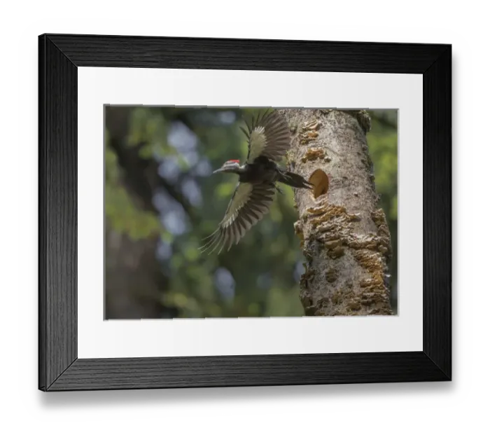 Framed Print : USA, Washington State. Female Pileated Woodpecker (Dryocopus pileatus) flies
