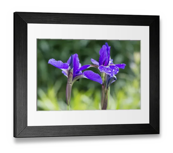 Framed Print : WA, Bellevue, Bellevue Botanical Garden, Iris Framed Print : WA, Bellevue, Bellevue Botanical Garden, Iris