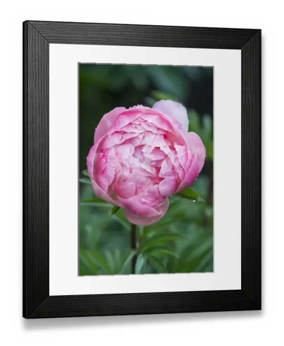 Framed Print : WA, Bellevue, Bellevue Botanical Garden, Peony Framed Print : WA, Bellevue, Bellevue Botanical Garden, Peony