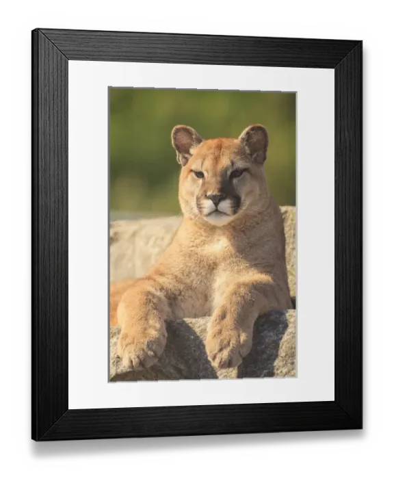 Framed Print : young Cougar (Puma concolor), Cougar Mountain Zoo, Issaquah, WA, USA Framed Print : young Cougar (Puma concolor), Cougar Mountain Zoo, Issaquah, WA, USA