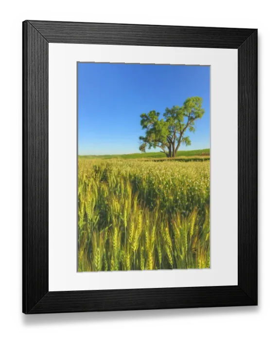 Framed Print : Oak Tree near Wheatfields, Palouse Area of Eastern WA near town of Steptoe, USA Framed Print : Oak Tree near Wheatfields, Palouse Area of Eastern WA near town of Steptoe, USA