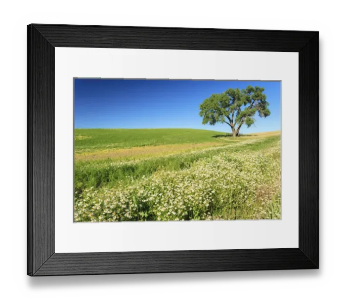 Framed Print : Oak Tree near field of Oxeye Daisies (Chrysantheumum leucanthemum) and Wheat, Palouse Framed Print : Oak Tree near field of Oxeye Daisies (Chrysantheumum leucanthemum) and Wheat, Palouse
