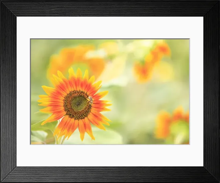 Framed Print : Community Garden Project, Downtown Moses Lake, WA State, USA