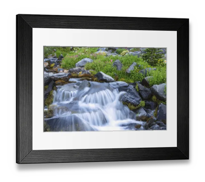 Framed Print : Skyline Trail near Paradise, Summer Alpine Wildflowers, Mt. Rainier National Park Framed Print : Skyline Trail near Paradise, Summer Alpine Wildflowers, Mt. Rainier National Park