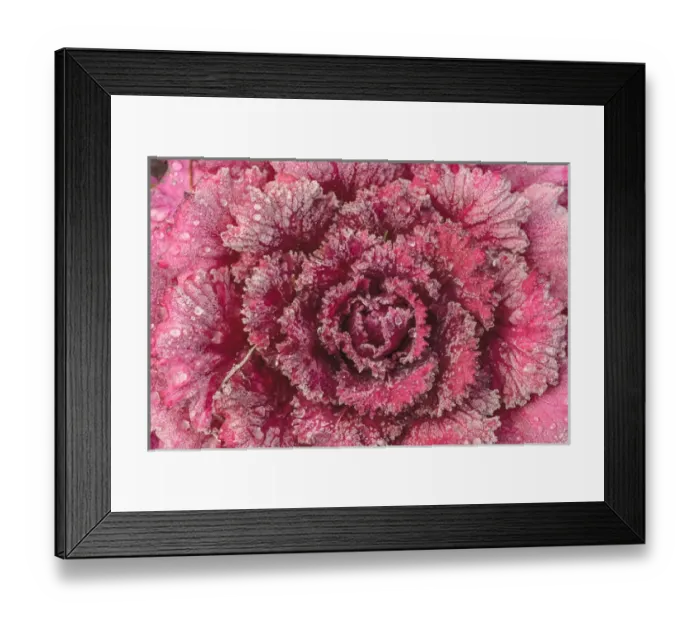 Framed Print : Purple Cabbage, frosty morning, Mill Creek, WA, USA Framed Print : Purple Cabbage, frosty morning, Mill Creek, WA, USA