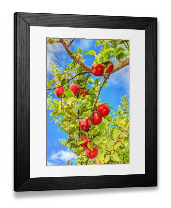 Framed Print : Jonagold Apples on Trees, Yakima Valley, Eastern Washington State, USA Framed Print : Jonagold Apples on Trees, Yakima Valley, Eastern Washington State, USA