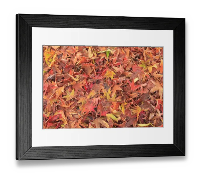 Framed Print : Fallen frosty Fall colored Maple Leaves, morning, Mill Creek, WA, USA Framed Print : Fallen frosty Fall colored Maple Leaves, morning, Mill Creek, WA, USA