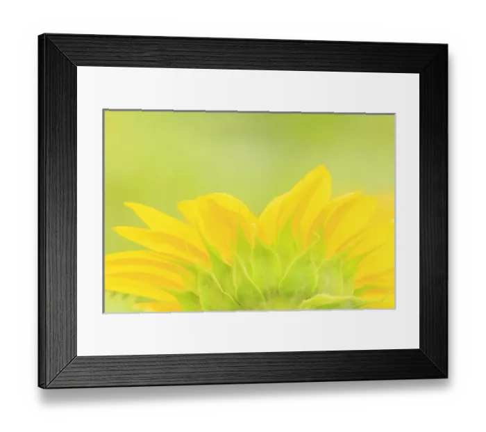 Framed Print : large field of sunflowers near Moses Lake, WA, USA