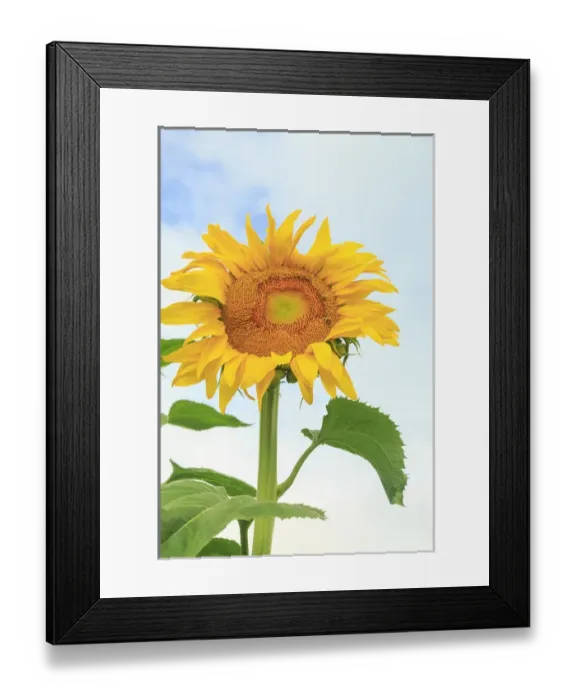 Framed Print : Community Garden, Moses Lake, WA, USA Framed Print : Community Garden, Moses Lake, WA, USA