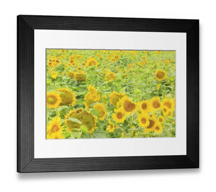 Framed Print : large field of sunflowers near Moses Lake, WA, USA