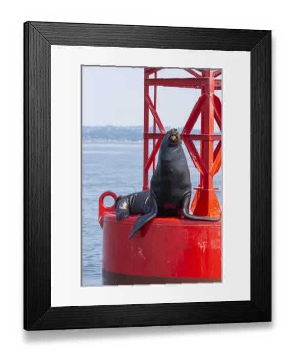 Framed Print : US, WA Puget Sound, California Sea Lion (Zalophus Californianus) poses on channel Framed Print : US, WA Puget Sound, California Sea Lion (Zalophus Californianus) poses on channel
